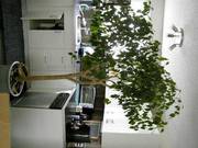 Houseplants of various sizes and kinds $5 - $50