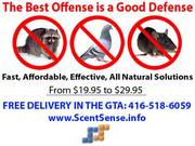 Pest Control Toronto (Pigeons, Raccoons, Squirrels, Skunks ) All Natural