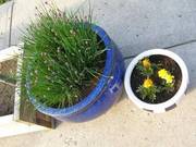 Garlic Chives in 15 gallon clay pot