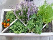 1 1/2 x 3 ' herb box with dividers and some perennial herbs included