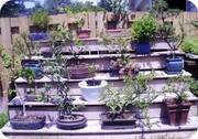 Bonsai Trees @ The Covent Garden Market