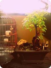 Chinese Elm Bonsai - 10 left