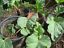RHUBARB PLANTS FOR SALE $10 PER PLANT