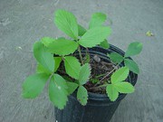 50 Wild Strawberry Plants