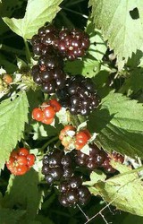 Wild Berry Plant Special