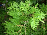 20 Eastern White Cedar Trees