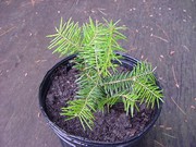 20 Eastern Hemlock Trees