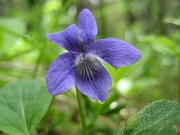 24 Blue Violets