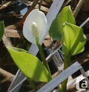 12 Water Arum (Wild Calla Lily) - for the pond