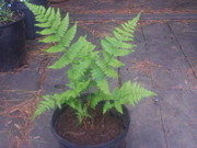 12 Ostrich Ferns